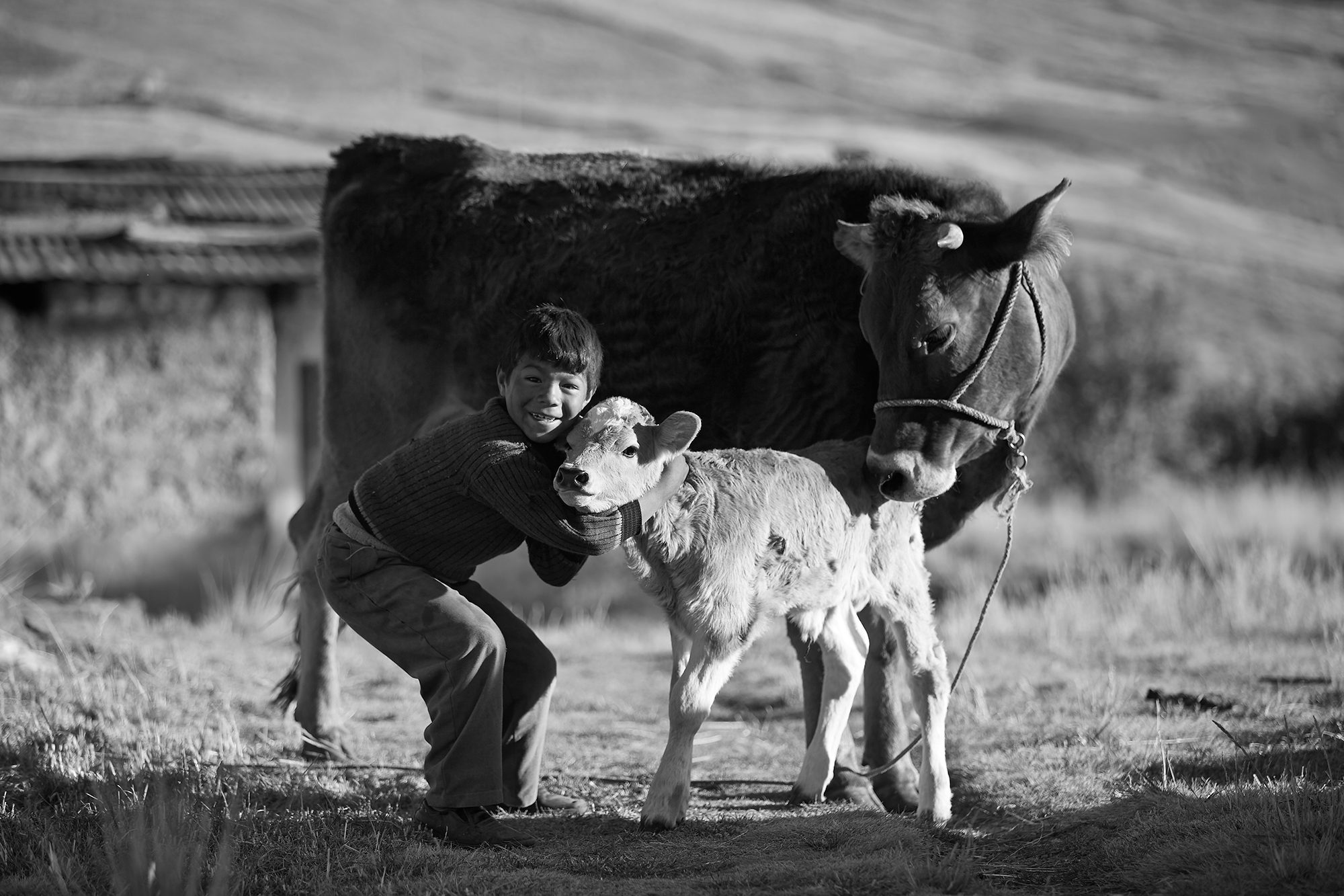 Un jeune garçon enlace un veau à côté de sa mère, campagne, noir et blanc
